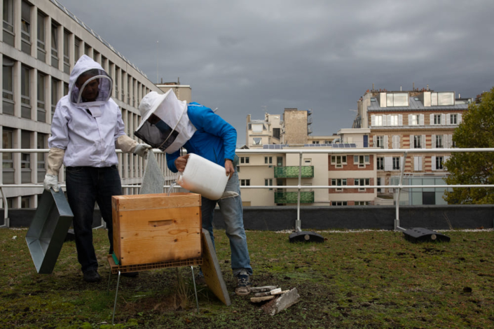 Deux migrants sur un toit s'occupent d'une ruche.