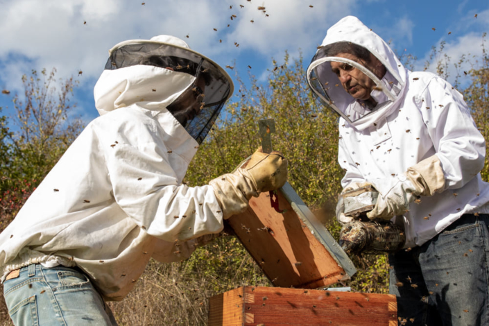 Deux migrants apiculteurs entourés d'abeilles ouvrent une ruche.