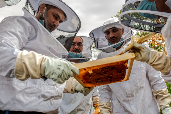 Migrants apiculteurs, photo prise en contre plongée et regardant un cadre de miel