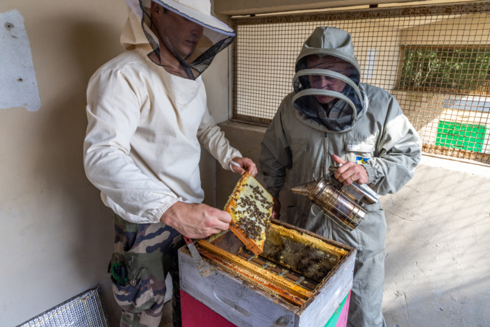 Deux légionnaires apiculteurs sortent un cadre couvert d'abeilles.