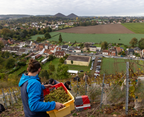 Au sommet d'un terril un homme porte une caisse de raisin. Vue sur le vignoble et sur la cité minière de Haillicourt