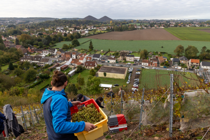 Au sommet d'un terril un homme porte une caisse de raisin. Vue sur le vignoble et sur la cité minière de Haillicourt