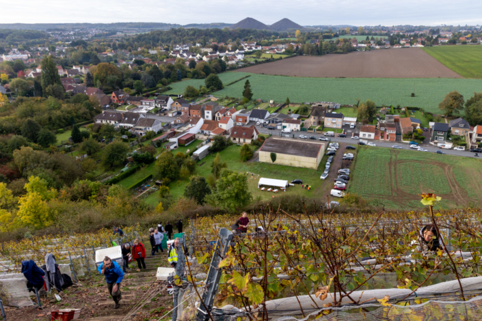 Photo prise du sommet du terril viticole avec vue sur les vendangeurs dans le vignoble et sur la ville de Haillicourt et ses terrils
