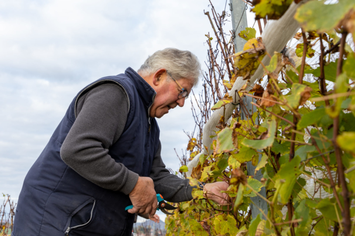 Interview d'un homme coupant des grappes de raisin