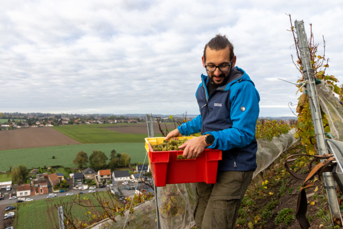 Un homme porte une caisse de raisin pendant les vendanges