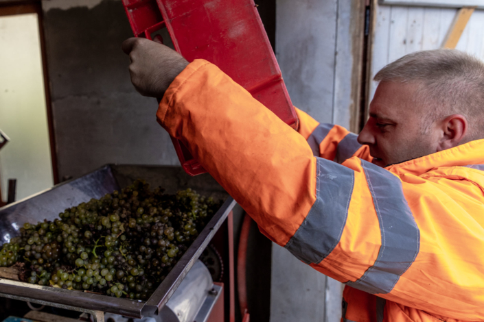 Un homme verse du raisin dans une machine d'égrapage