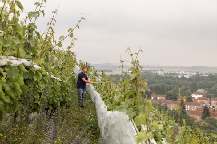 Un vigneron taille les vignes sur la pente d'un terril