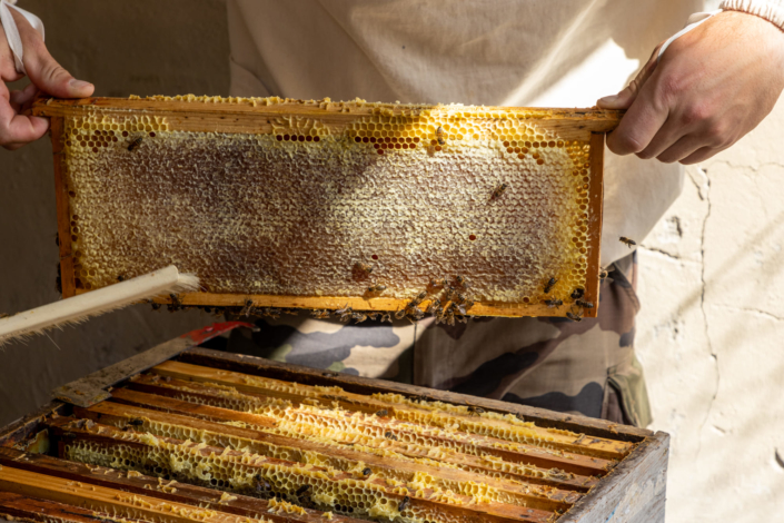 Photographie d'un cadre de miel