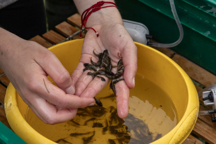 Une main prend des poissons contenus dans une bassine d'eau