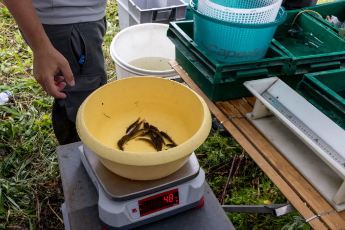 Photo en gros plan de poissons dans une bassine sur une balance