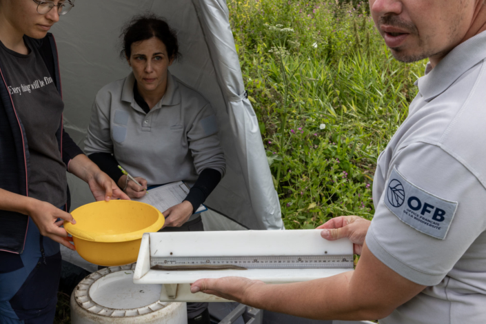 Une équipe de l'OFB mesure la taille d'une anguille