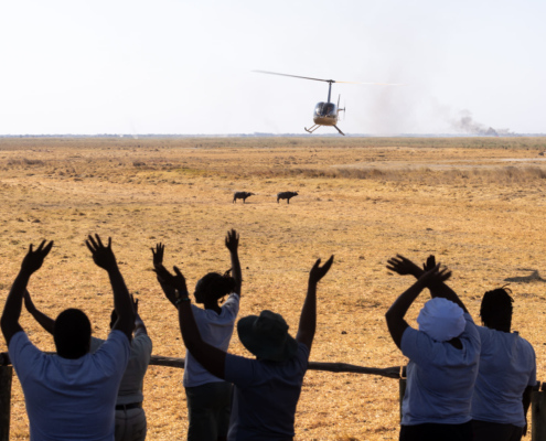 Réchauffement climatique dans l'Okavango - Les touristes arrivent dans la savane en hélicoptère