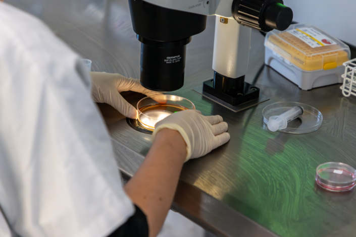 PMA – Observation au microscope Biologiste observant une boîte de culture au microscope dans le laboratoire de PMA du CHU de Lille