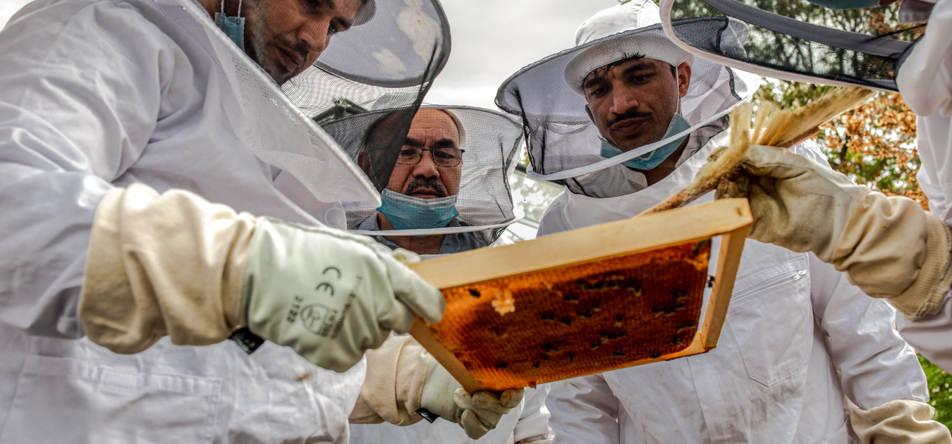 FRANCE - IMMIGRANTS - BEEKEEPING - SOCIAL AND PROFESSIONAL INTEGRATION